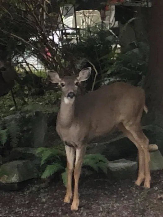 Lake Connor Park Picture 7