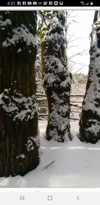 Tree Tent Park Picture 4