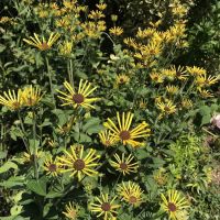 Chiquesville MHP ico