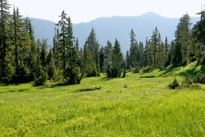 Three Lakes Campground, Olympic National Park Picture 4