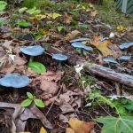 North Fork Elk Group Camp