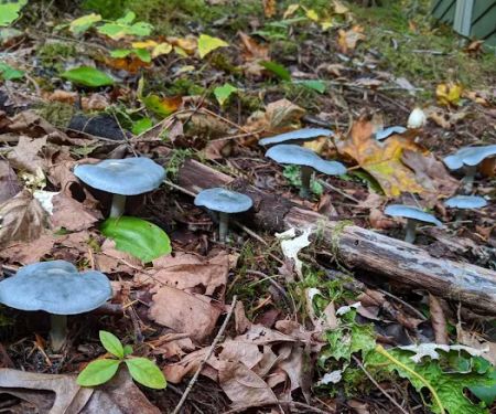 North Fork Elk Group Camp