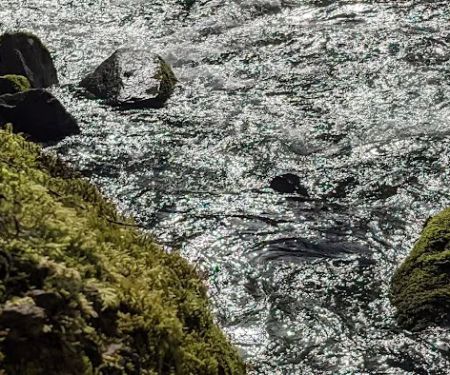 North Fork Bear Group Camp