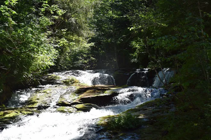 Shady Firs RV & Campsite Picture 1