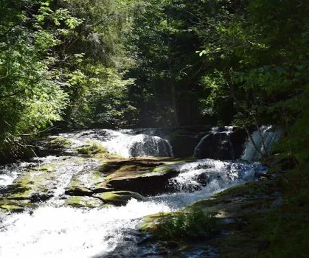 Shady Firs RV & Campsite