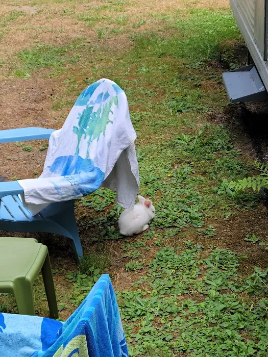 Tower Rock U-Fish RV Park Picture 3