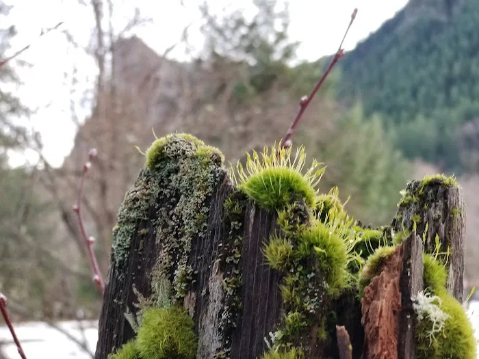 Tower Rock U-Fish RV Park Picture 10