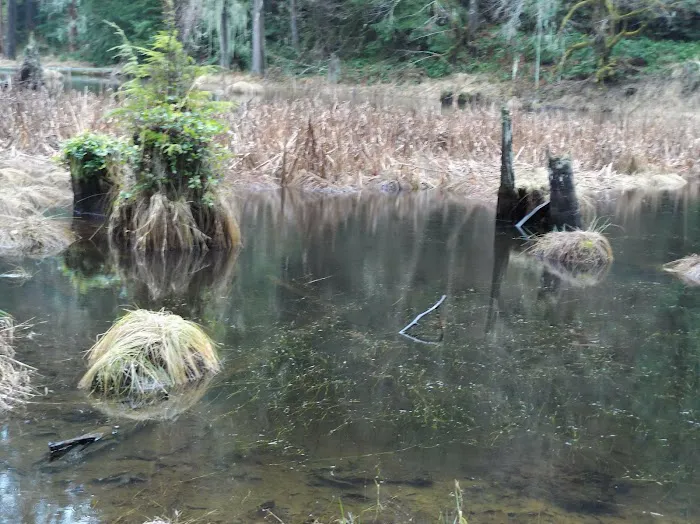 Forest Road 25 Picture 2