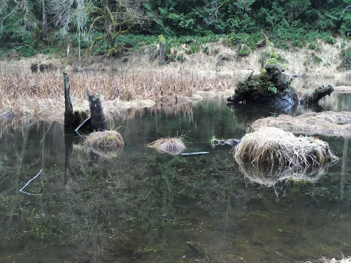 Forest Road 25 Picture 3