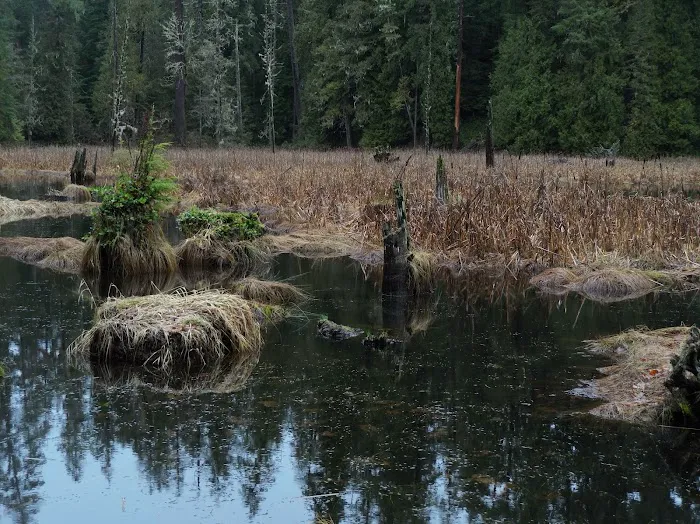 Forest Road 25 Picture 6