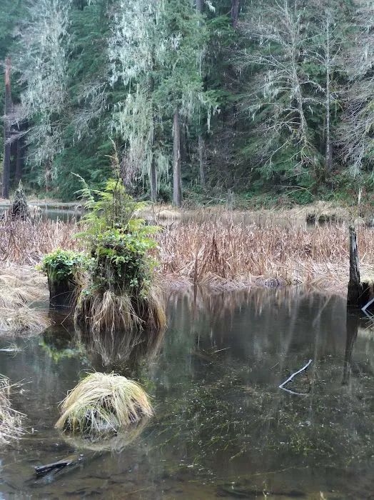 Forest Road 25 Picture 5