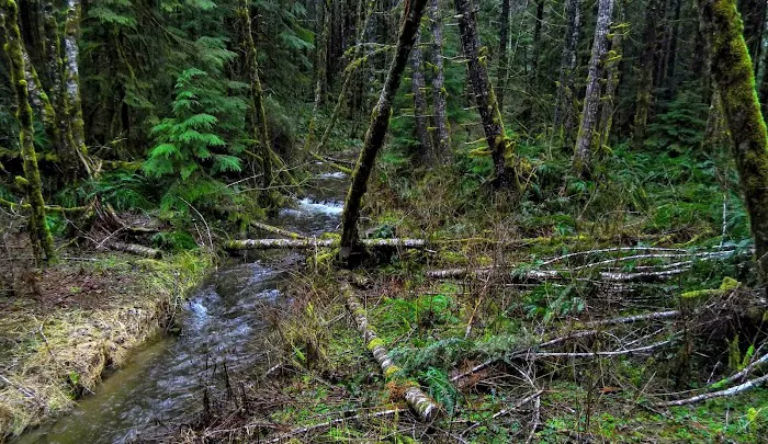 Forest Road 25 Picture 4