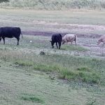 Elk Ridge Campground