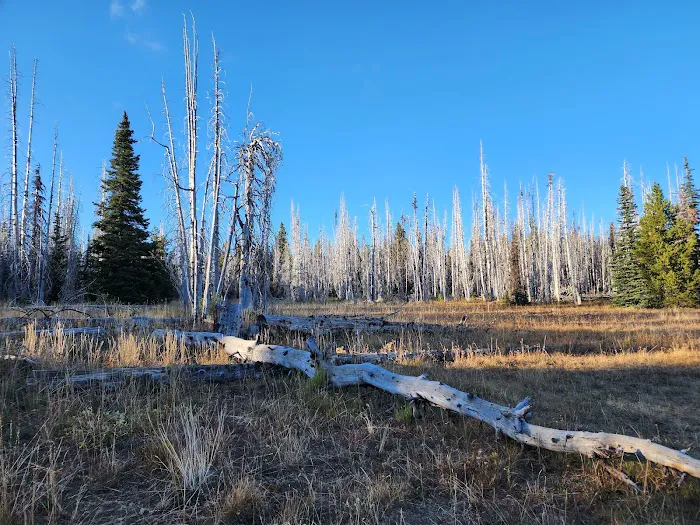 Lion Rock Spring Campground Picture 8