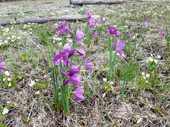 Lion Rock Spring Campground Picture 2