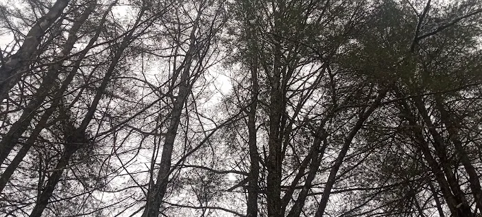 White Pines MHC Picture 4