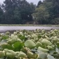 Reeds At Bayview ico