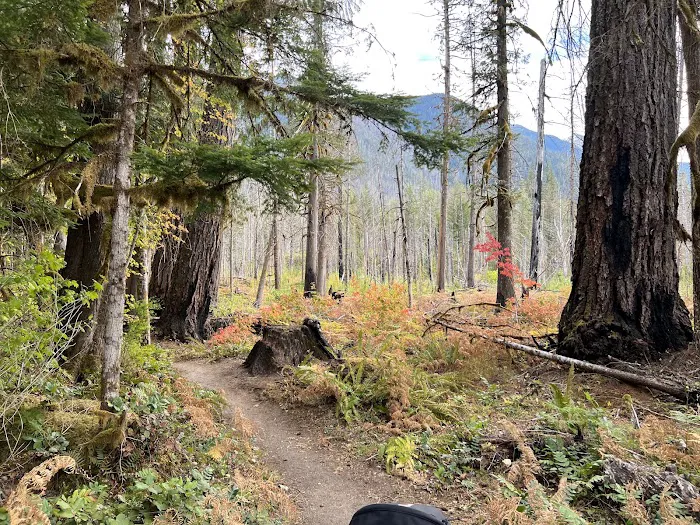 Newhalem Creek Campground Picture 7