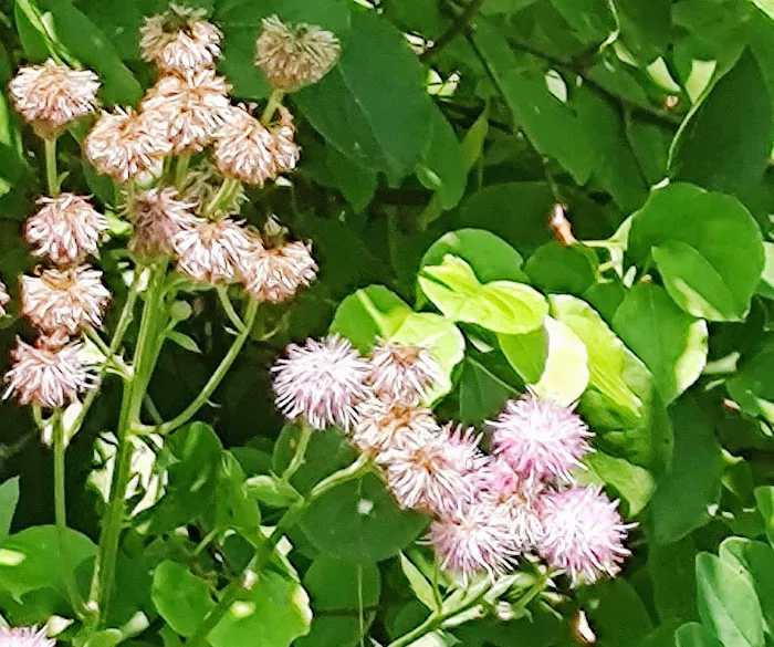 Equine Meadows Condominium Picture 1