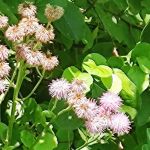 Equine Meadows Condominium