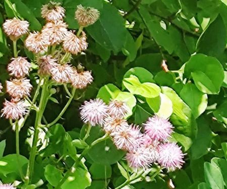 Equine Meadows Condominium