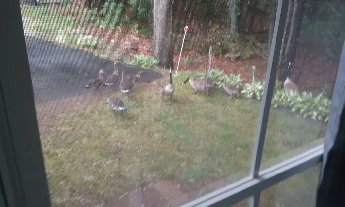 Killarney Estates Picture 1