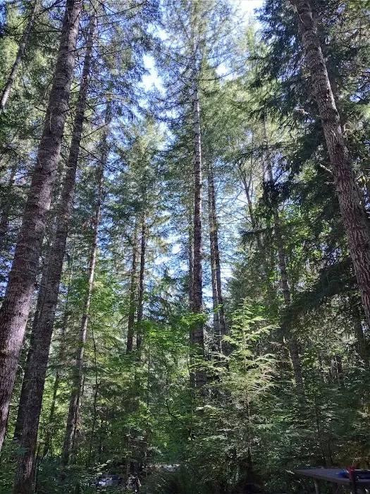 Cowlitz Falls Campground Picture 4