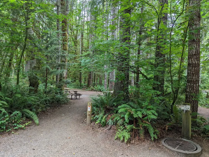 Cowlitz Falls Campground Picture 8