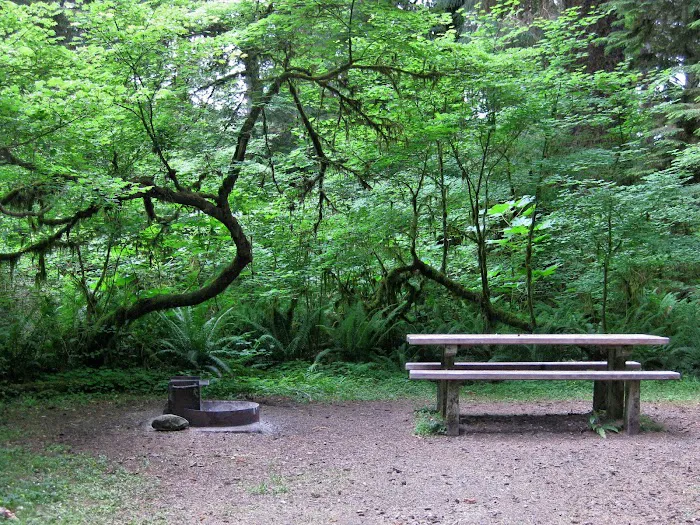 Queets Campground Picture 8