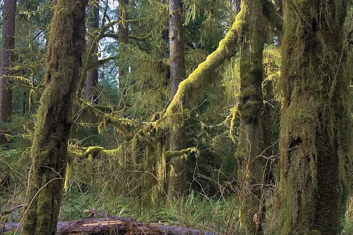 Queets Campground Picture 10