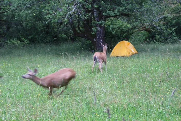 Lewis Meadow Campsite Picture 4