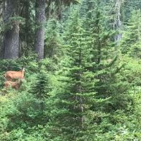 C. B. Flats Group Camp ico