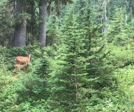 C. B. Flats Group Camp