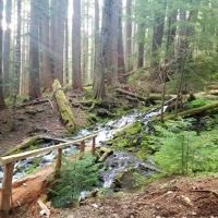 Horsehead Stock Camp ico