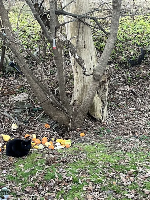 Ko-Z Mobile Home Park Picture 2