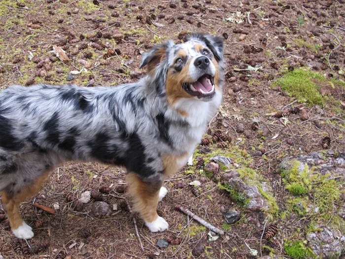 Boulder Creek Campground Picture 3