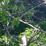 Forest Park Tenants Co-Op