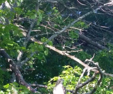 Forest Park Tenants Co-Op