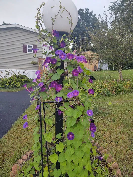 Pyramid Pines Mobile Home Park Picture 2