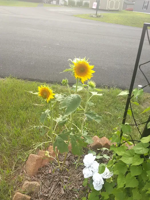 Pyramid Pines Mobile Home Park Picture 8