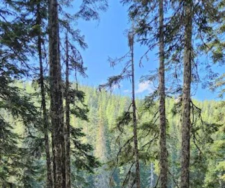 Council Lake Campground