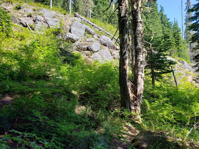 Council Lake Campground Picture 2