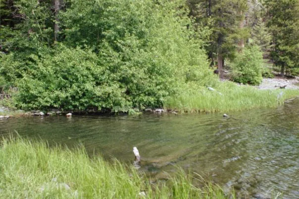 Bear Lake Campground Picture 2