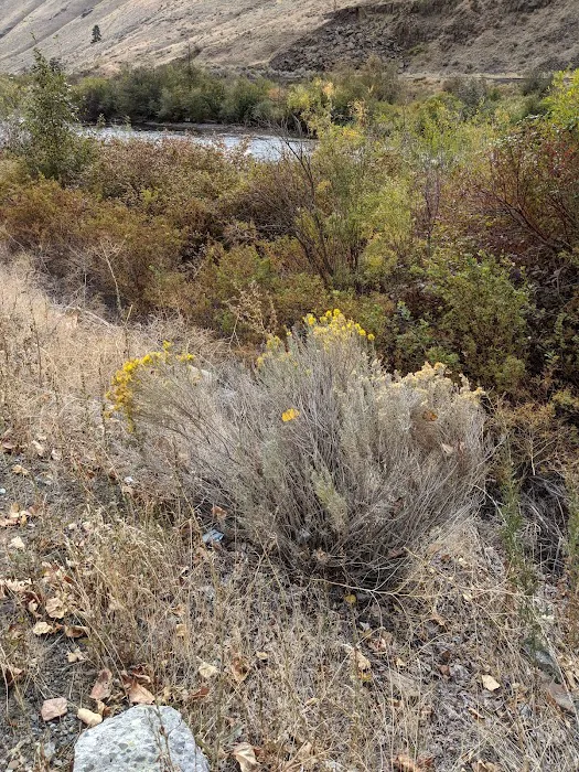 Bighorn Campground Picture 5