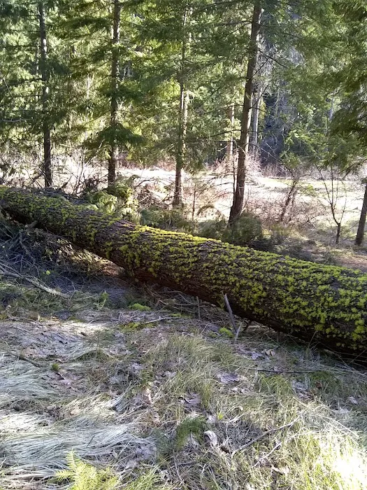 Pine Flats Campground Picture 7