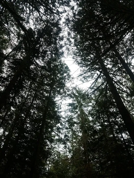 Skagit River Woods Picture 4