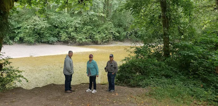 Skagit River Woods Picture 3