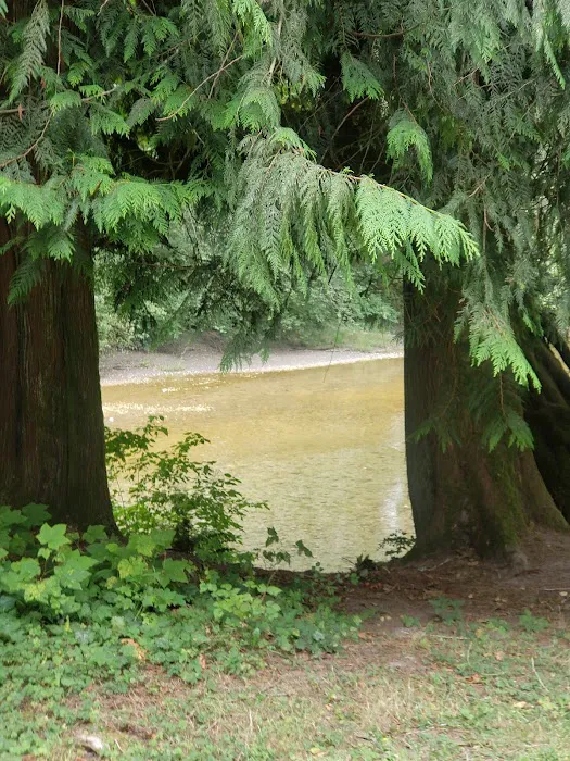 Skagit River Woods Picture 8