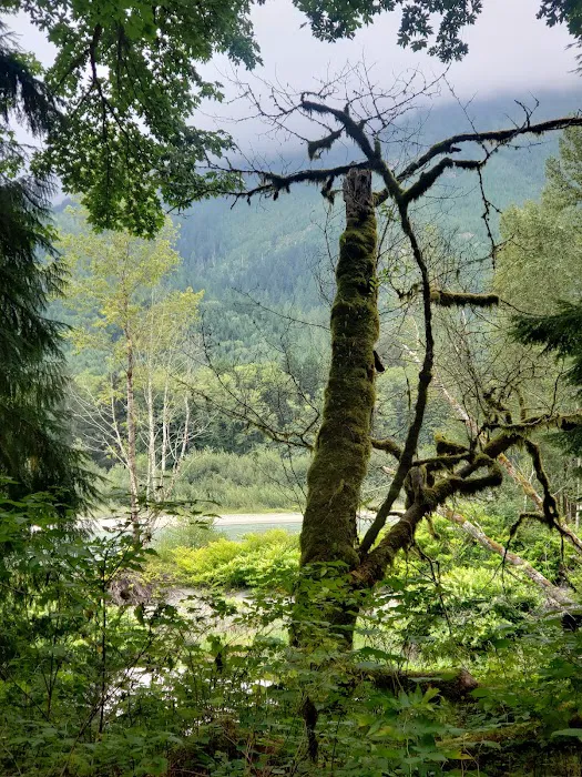 Skagit River Woods Picture 6