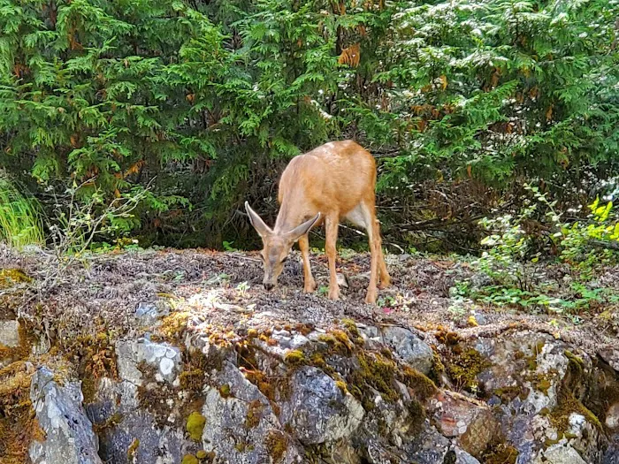 Colonial Creek South Campground Picture 9
